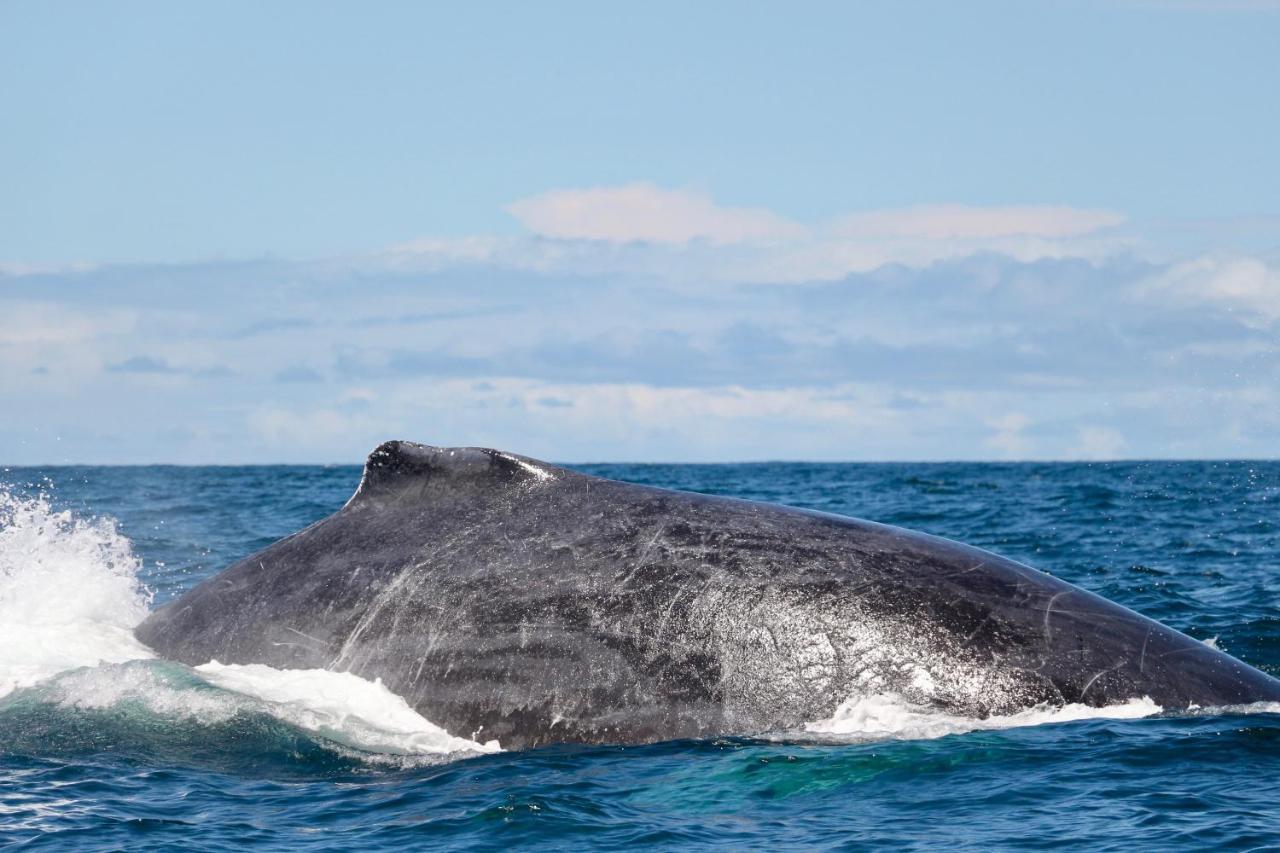 ホテルPrana Pacifico Retreats Nuquí エクステリア 写真